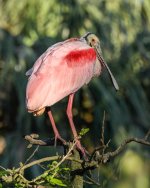 Roseate Spoonbill -2.jpg