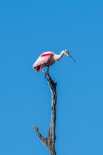 Roseate Spoonbill -4.jpg