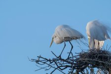 Nesting Egrets-1.jpg