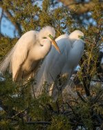 Nesting Egrets-3.jpg