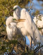 Nesting Egrets-4.jpg