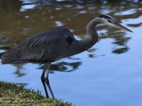 BlueHeron5.jpg