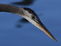 BlueHeron4.jpg