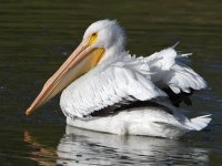 Pelican3.jpg