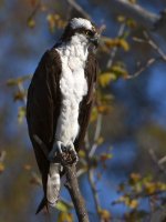 Osprey2.jpg