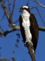 Osprey3.jpg