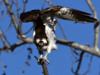 Osprey7.jpg