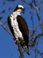 Osprey11.jpg