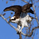 Osprey16.jpg