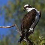 Osprey26.jpg