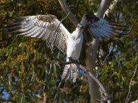 Osprey30.jpg