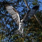 Osprey37.jpg