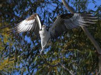 Osprey45.jpg