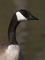 Goose2.jpg