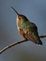 Hummer5.jpg