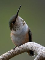 Hummer26.jpg