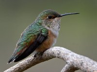 Hummer29.jpg