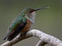 Hummer27.jpg