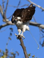 Osprey47.jpg