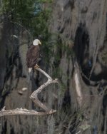 Perched Bald Eagle-6.jpg