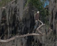 Perched Bald Eagle-8.jpg