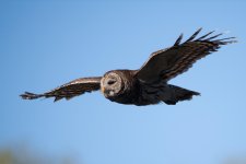 Barred Owl-1.jpg