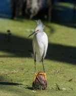 Snowy Egret on Short Knee-1.jpg