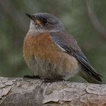 Bluebird3.jpg