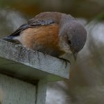 Bluebird5.jpg