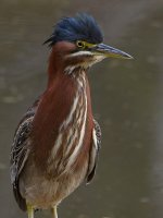 GreenHeron11.jpg