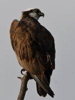 Osprey6.jpg
