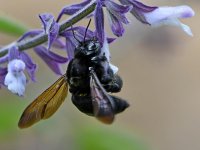 Bee.jpg