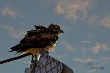 03-14-2021-CR-_D7K5600-ON1-bri.jpg