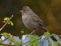 Towhee.jpg