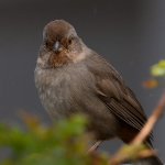 Towhee3.jpg