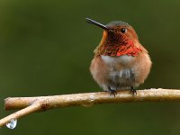 Hummer7.jpg