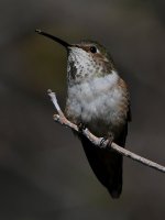 Hummer7.jpg