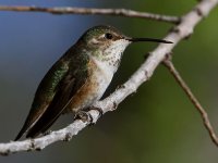 Hummer13.jpg