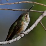Hummer15.jpg