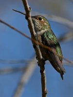 Hummer.jpg