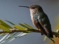 Hummer26.jpg