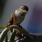 Hummer34.jpg