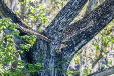 Barred Owl In-Flight-1.jpg