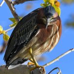 GreenHeron.jpg