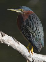 GreenHeron6.jpg
