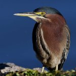 GreenHeron8.jpg
