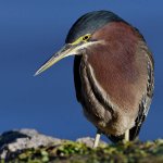 GreenHeron10.jpg