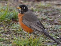 Robin.jpg