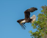 Flying Bald Eagle-4.jpg