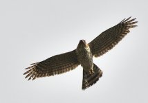 _ROY4036_00001.jpg